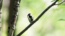 Wing-fluttering gesture in Japanese tits