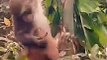 Funny Monkey Shorts Video, Monkey Shorts Video, Animal's Shorts Video#Animalsvideo#Wildanimals