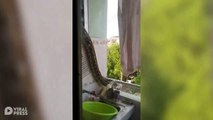 Pitón se escapa por la  ventana del baño