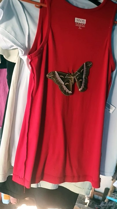 mariposa sa damit namin