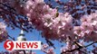 Munich residents enjoy cherry blossoms as spring starts with warm temperatures