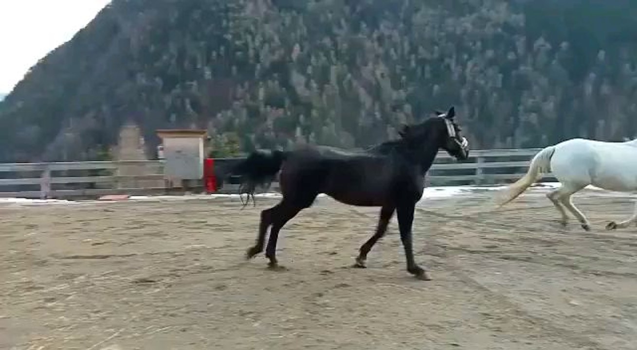 adorables chevalier et chevaux