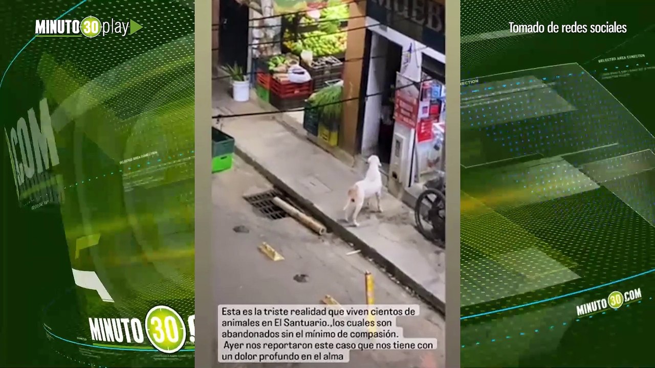 Corazones malvados Abandonaron a un perrito en Santuario Se quedó moviendo la colita