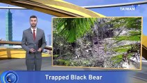 Formosan Black Bear Snared for Second Time in Under a Year