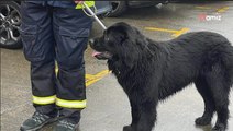 Un Terre-Neuve sauve un Golden Retriever de la noyade