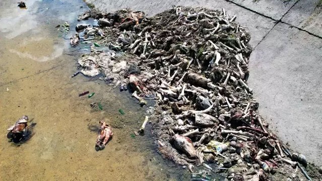 Görüntüler Adana'dan... Sulama kanalında yüzlerce at ve eşek eti kemiği bulundu