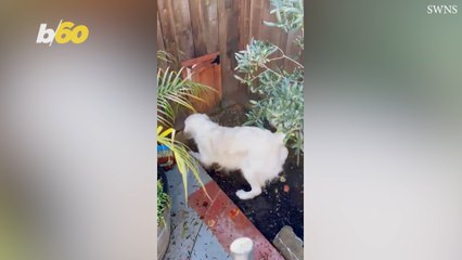 Dog Owners Built Secret Door Between Their Houses For Playtime
