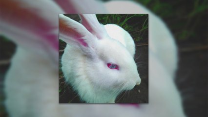 yung beer - kin (Visualiser)