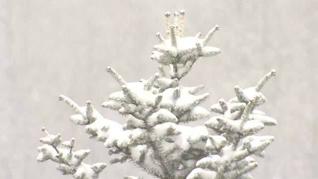 [날씨] 강원 산간 대설특보, 밤사이 20cm 폭설...내륙도 최고 40mm 비 / YTN