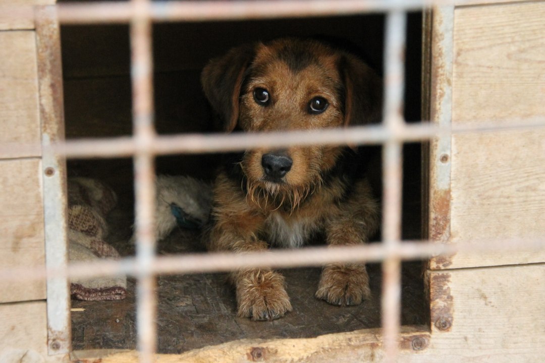Będzie rozbudowa Schroniska dla Zwierząt w Krotoszynie! Tak zdecydowali radni!