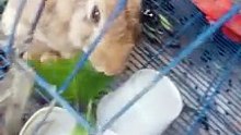 Heart rabbit