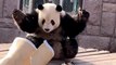 Adorable moment giant panda gets frightened by bamboo mat