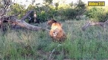 #OMG: Insanos ruidos de leones (recopilacion)