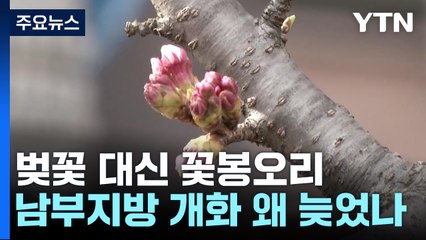 벚꽃 대신 벚꽃봉오리 축제...예상보다 개화 늦어진 이유는? / YTN