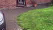 Pure Canine Joy! Zoomies Erupt as Dog Chases Its Own Tail!
