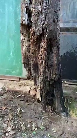 Nature قدرت