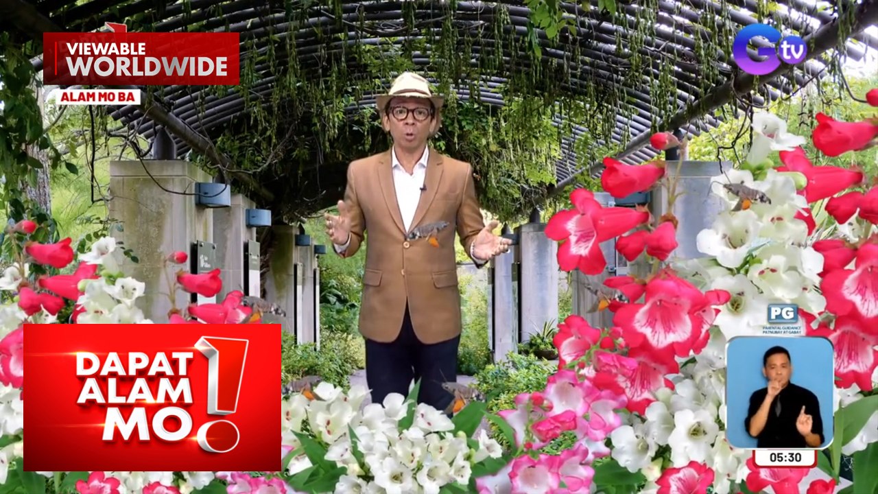 Isang uri ng insekto, aakalain na isang ibon dahil sa paglipad at paghuni nito | Dapat Alam Mo!