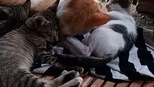 Cute Kitten