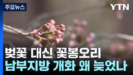 벚꽃 대신 벚꽃봉오리 축제...예상보다 개화 늦어진 이유는? / YTN