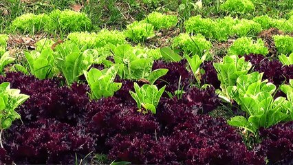 06-06-17-medellin-estrena-la-segunda-granja-somos-gente