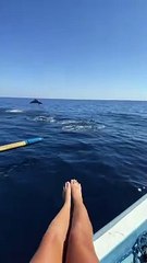 Nager avec des dauphins à Bali