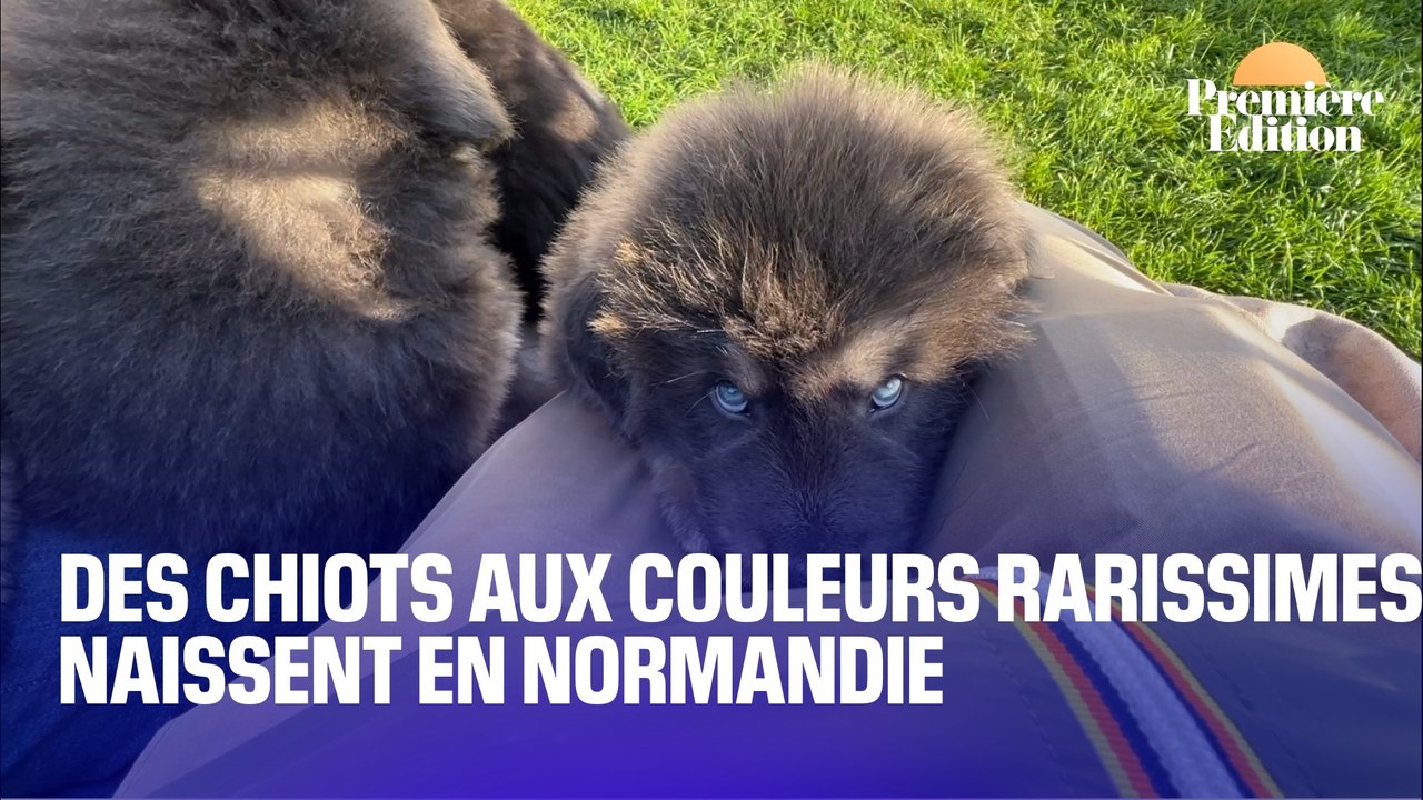 Les dogues du Tibet, des chiots aux couleurs rarissimes voient le jour en Normandie