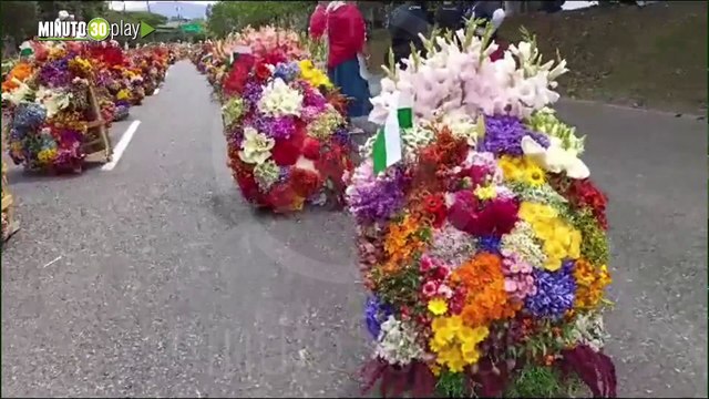 Desfile silleteros