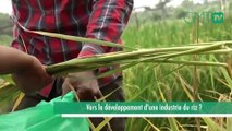 [#Reportage] Gabon : Vers le développement d’une industrie du riz