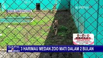 Bobby Nasution Respons soal Krisis Keuangan Medan Zoo yang Berbuntut Kematian Harimau Langka!