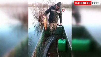 Meriç Nehrinde dev yayın balığı yakalandı