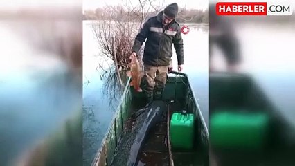 2 metrelik dev yayın balığı oltaya takıldı! Zar zor karaya çıkarıp traktörle götürdüler