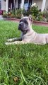 American Mastiff
