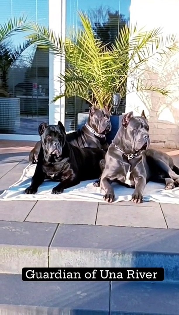 ⁣American dogs
