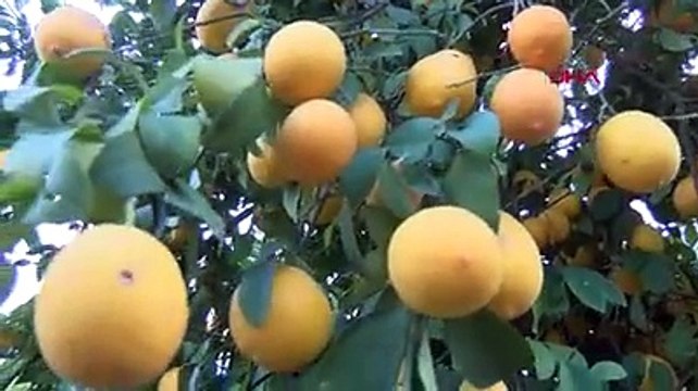 Markette 20 lira olan limon, bahçede 1 lira