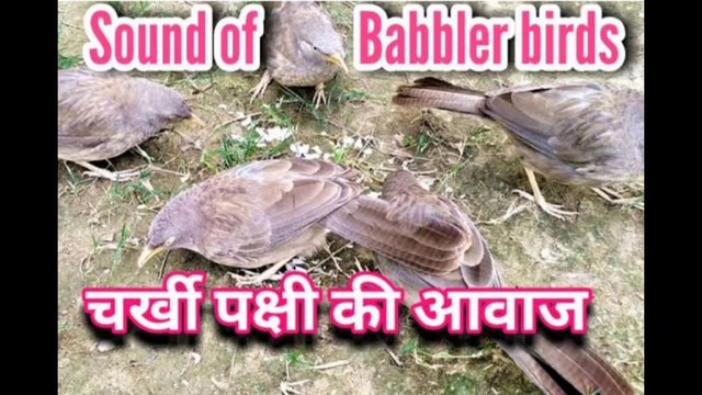 चर्खी पक्षी की आवाज़ | charkhi bird sound | babbler bird sound | bird sound