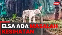 Zoo Melaka nafi Harimau Putih Bengal kurus, kelaparan 