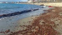 Tekirdağ'da sahil yosunla kaplandı