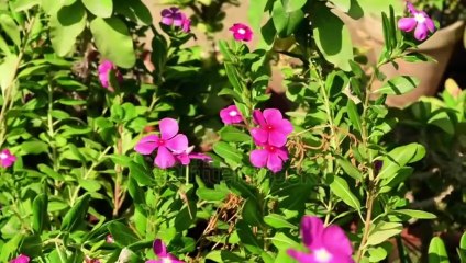 Beautiful vinca flower