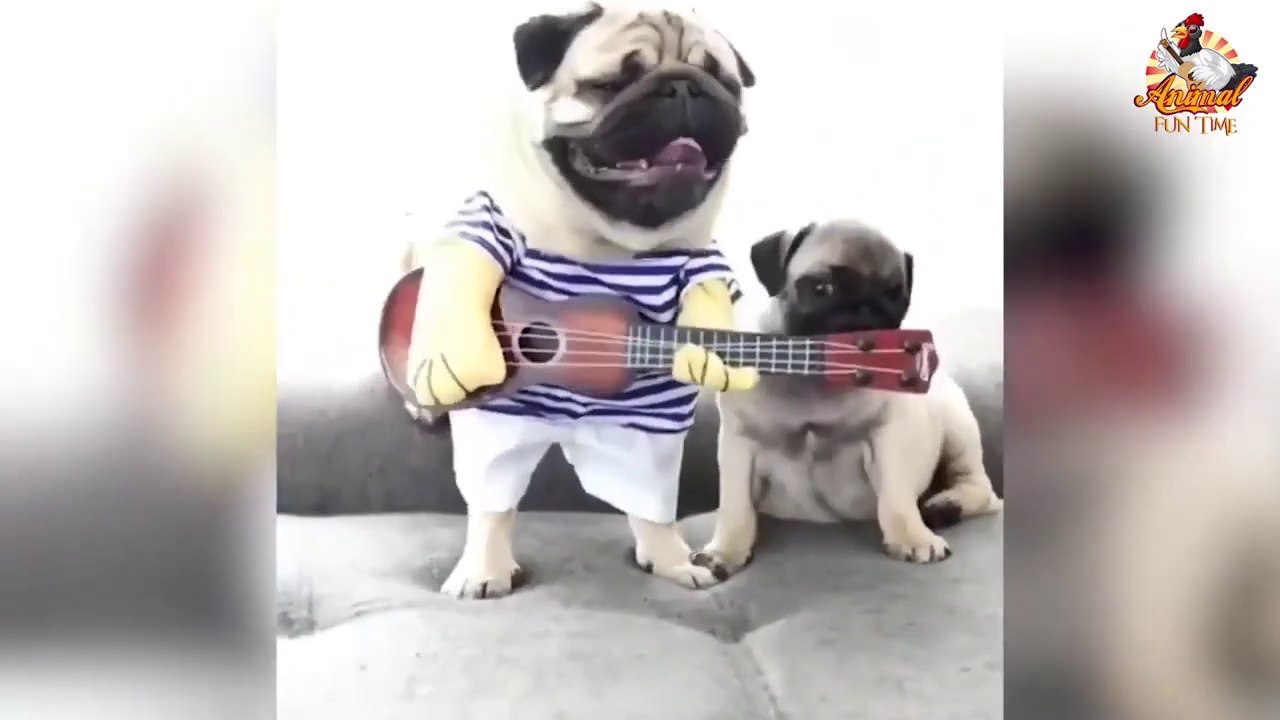 Super Funny Dogs Reaction