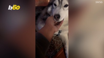 Philadelphia Husky Saves Entire Block From Serious Gas Leak