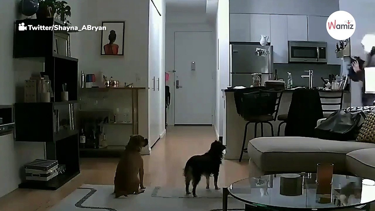 Überwachungsvideo lässt Hundesitterin endgültig auffliegen!