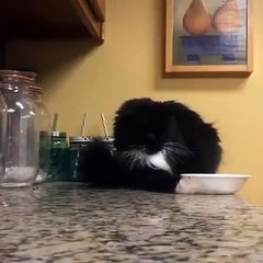 Un chat se comporte comme un chat