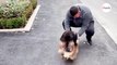 Emerytowany pies policyjny spotyka po latach byłego opiekuna: jego radość jest nie do opisania  (video)