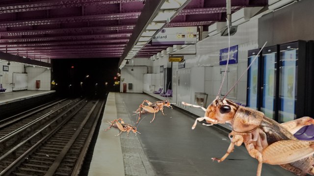 La folle histoire des grillons du métro parisien