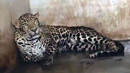 नीलगिरि से हिंसक तेंदुए को लाया गया चेन्नई के वंडलूर चिडिय़ाघर, बचाव केन्द्र में होगा इलाज