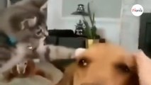 Opiekunka głaszcze golden retrievera: wtedy kociak robi coś uroczego (video)