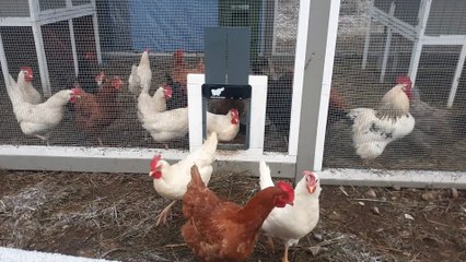 The Colonel And His Hens