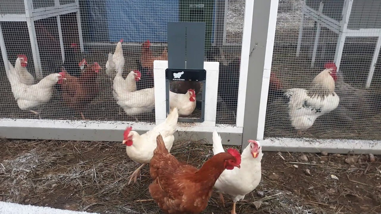 The Colonel And His Hens
