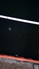 Mungkin ini hari terakhir larva lele makan PASTA, besok ganti pakan