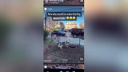 Pet dog saves his neighbourhood by alerting owner to huge gas leak